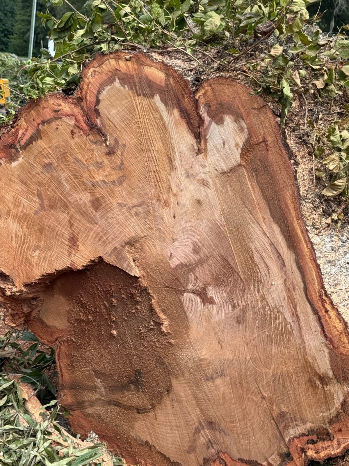 Lion Tree Service and Landscaping LLC project photo 48